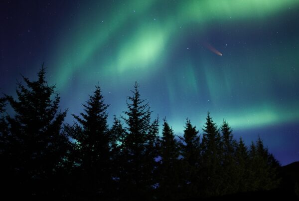 A green aurora borealis behind fir trees